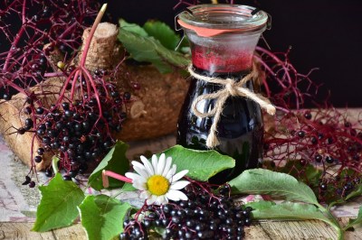 elderberry syrup pic